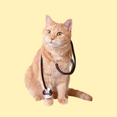 Cat Healthcare & Litter